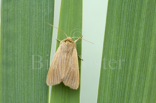 Mathew's Wainscot Moth