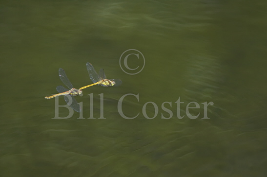 Common Darter Dragonfly Pair