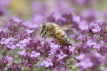 Honeybee