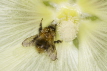 Tawny Bumblebee