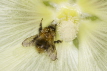 Tawny Bumblebee in Hollyhock