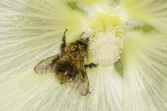 Tawny Bumblebee