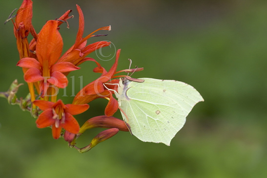 Brimstone Butterfly