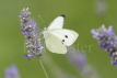 Large White Butterfly