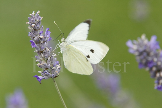 Large White Butterfly