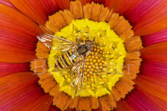 Marmalade Hoverfly