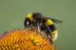 Buff-tailed Bumblebee