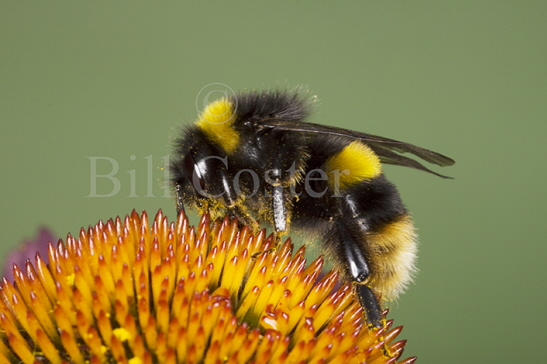 Buff-tailed Bumblebee