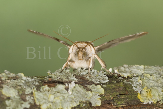 Buff Arches Moth