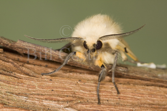 Buff Ermine Moth