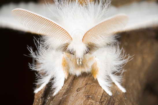 Brown-tail Moth