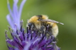 Great Yellow Bumblebee