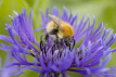 Shetland Bumblebee