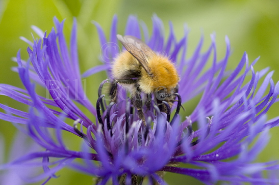 Shetland Bumblebee