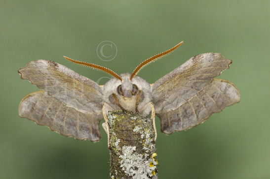 Poplar Hawkmoth