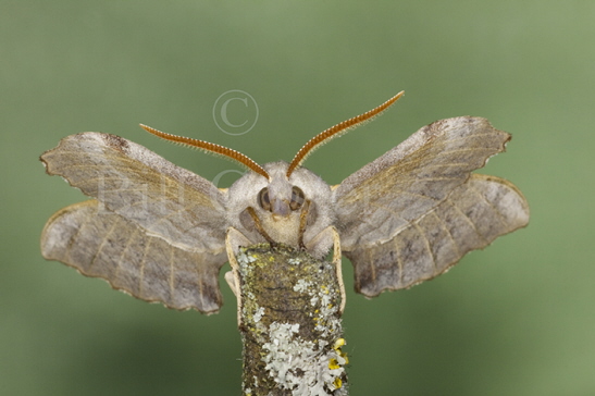 Poplar Hawk Moth