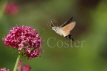 Hummingbird Hawkmoth