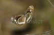 Common Crow Butterfly 