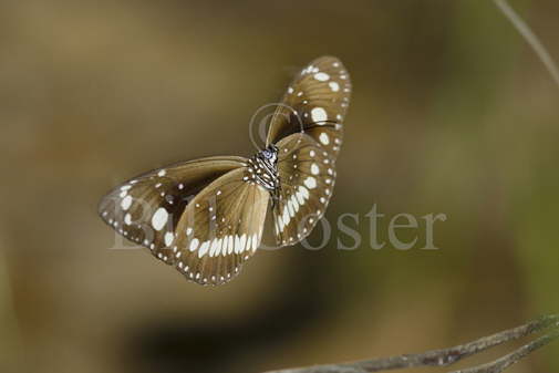 Common Crow Butterfly 