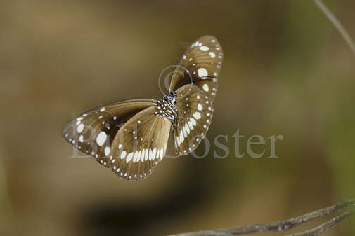 Common Crow Butterfly