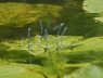 Azure Damselflies