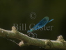 Beautiful Demoiselle male