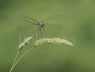 Banded Demoiselle female