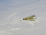 Banded Demoiselle female on water