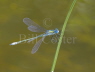 Scarce Emerald
