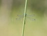 Scarce Emerald