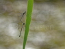 Willow Emerald pair in tandem