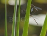 Willow Emerald pair