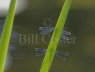 Willow Emerald pair