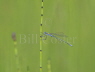 Emerald Damselfly
