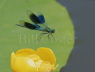 Banded Demoiselle male