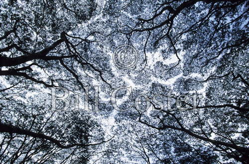 Tree Canopy