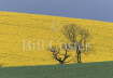 Rape Field