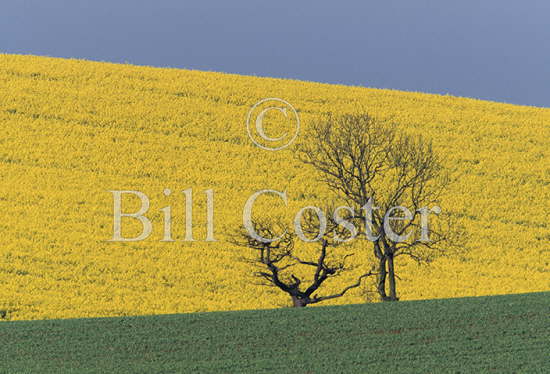 Rape Fields and Trees Essex