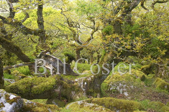 Wistmans Wood