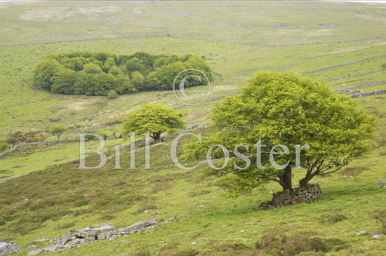 Roundwood Dartmoor