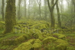 Oak Woodland and Moss Covered Boulders