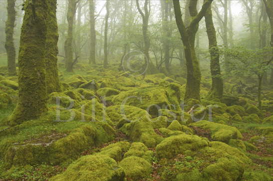 Oak Woodland and Moss Covered Boulders