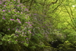 Rhododendron in Welsh Forest