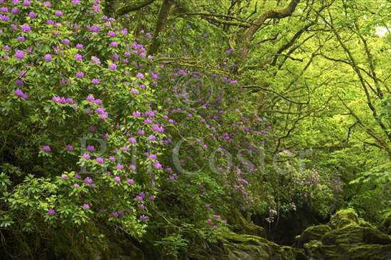Rhododendron Scrub Wales