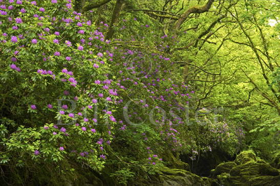 Rhododendron in Welsh Forest