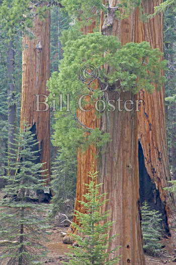 Giant Sequoia