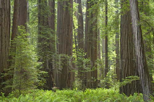 Coastal Redwoods