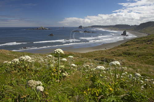 Oregon Coast - Cape Blanco