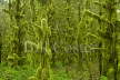 Moss Covered Forest