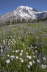 Mount Rainier Flowers